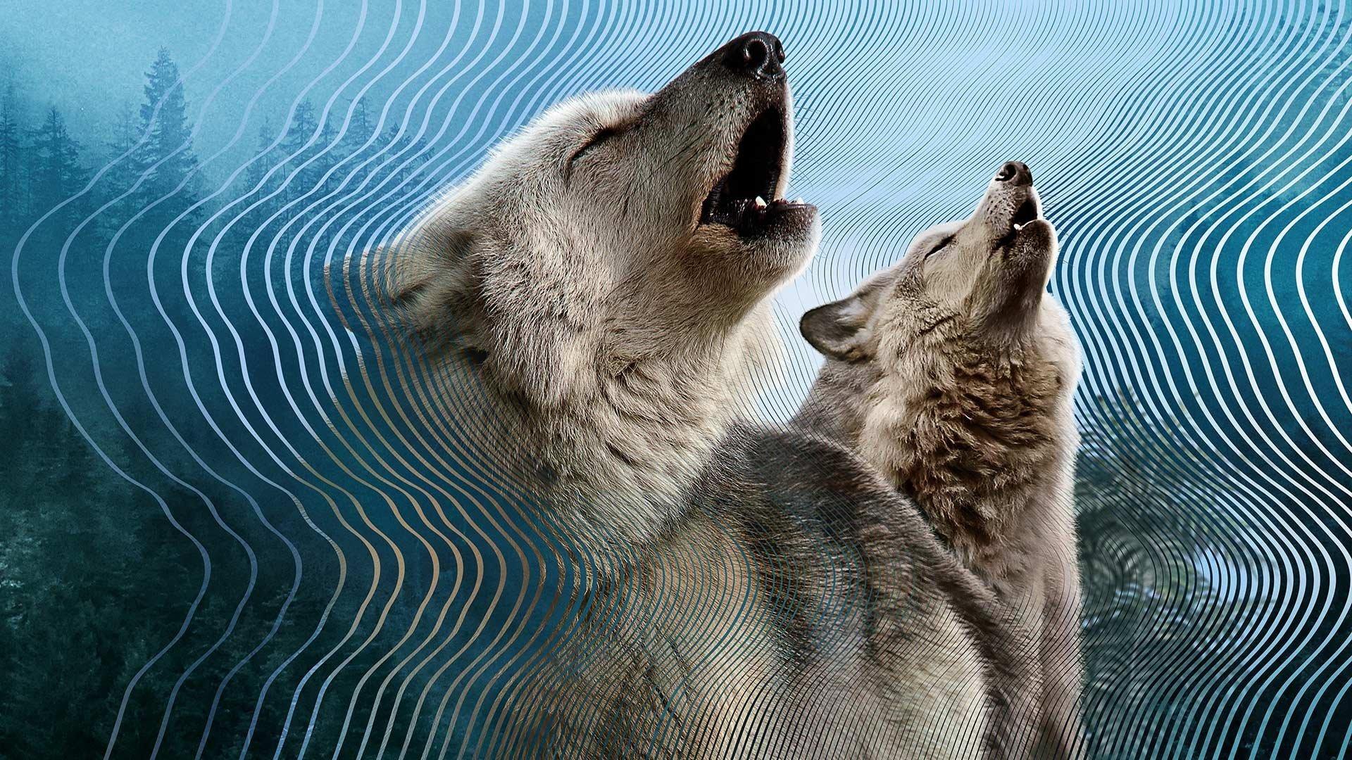 Secret World of Sound