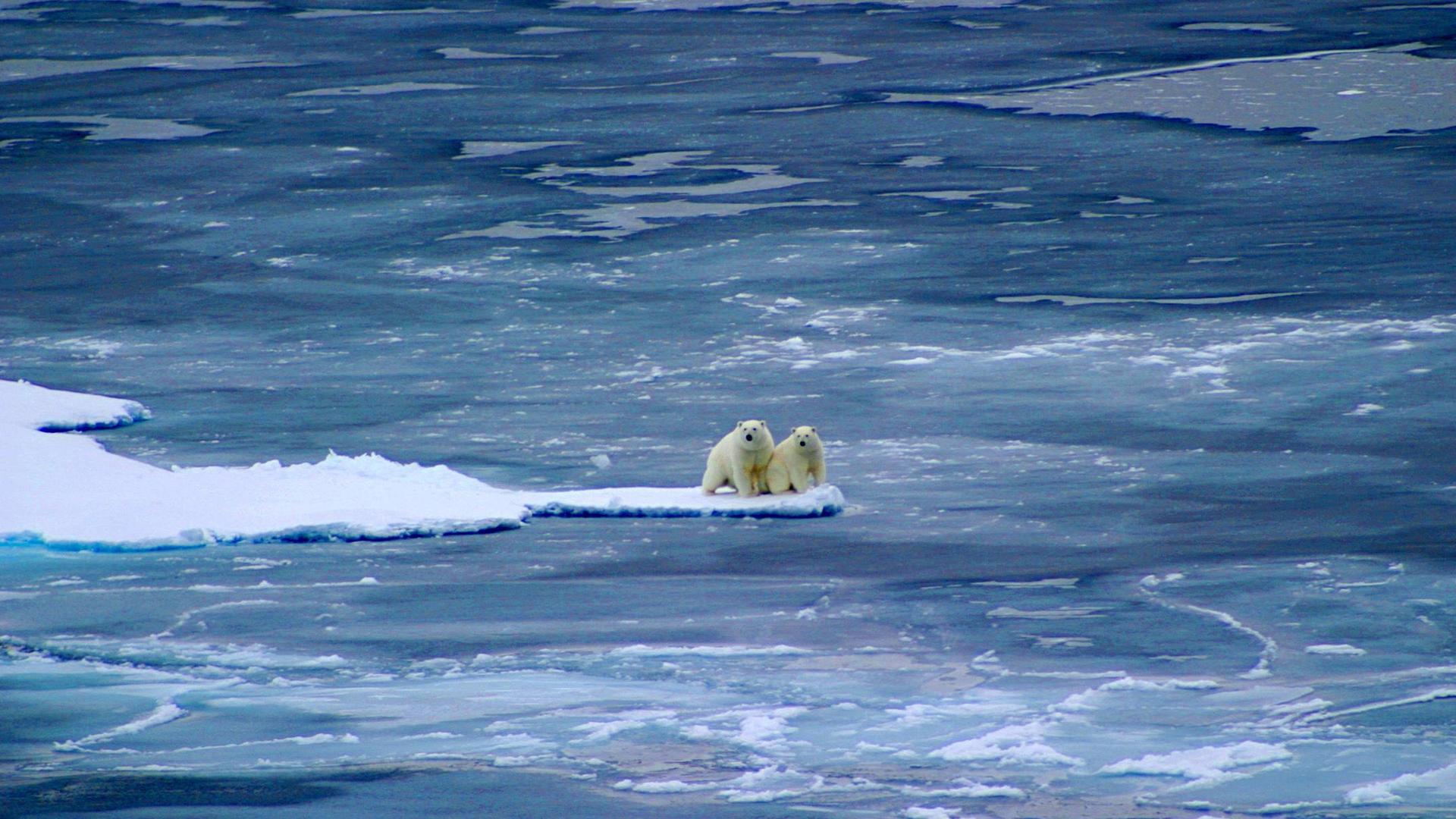 Polar Bear: Spy on the Ice