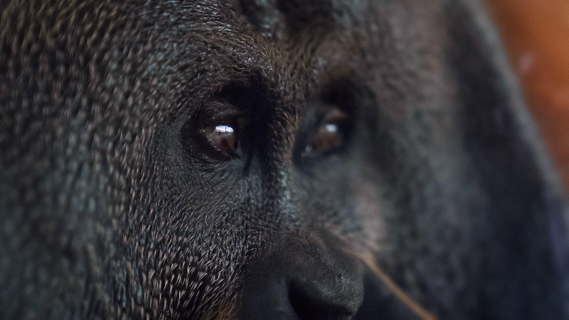 Orang. Utan.
