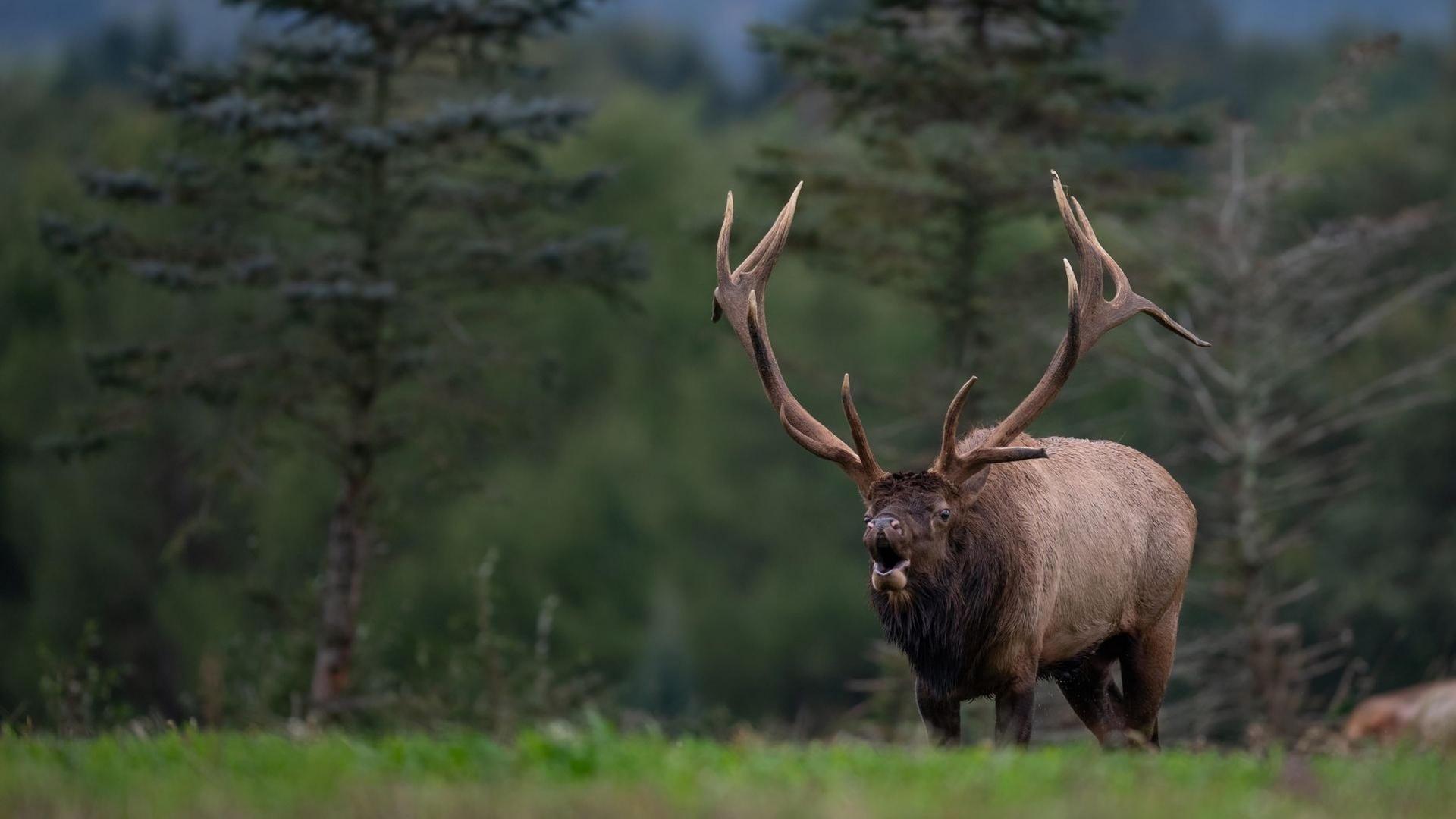 Elk Country