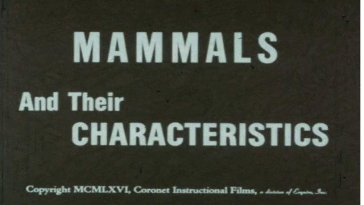 Mammals and Their Characteristics