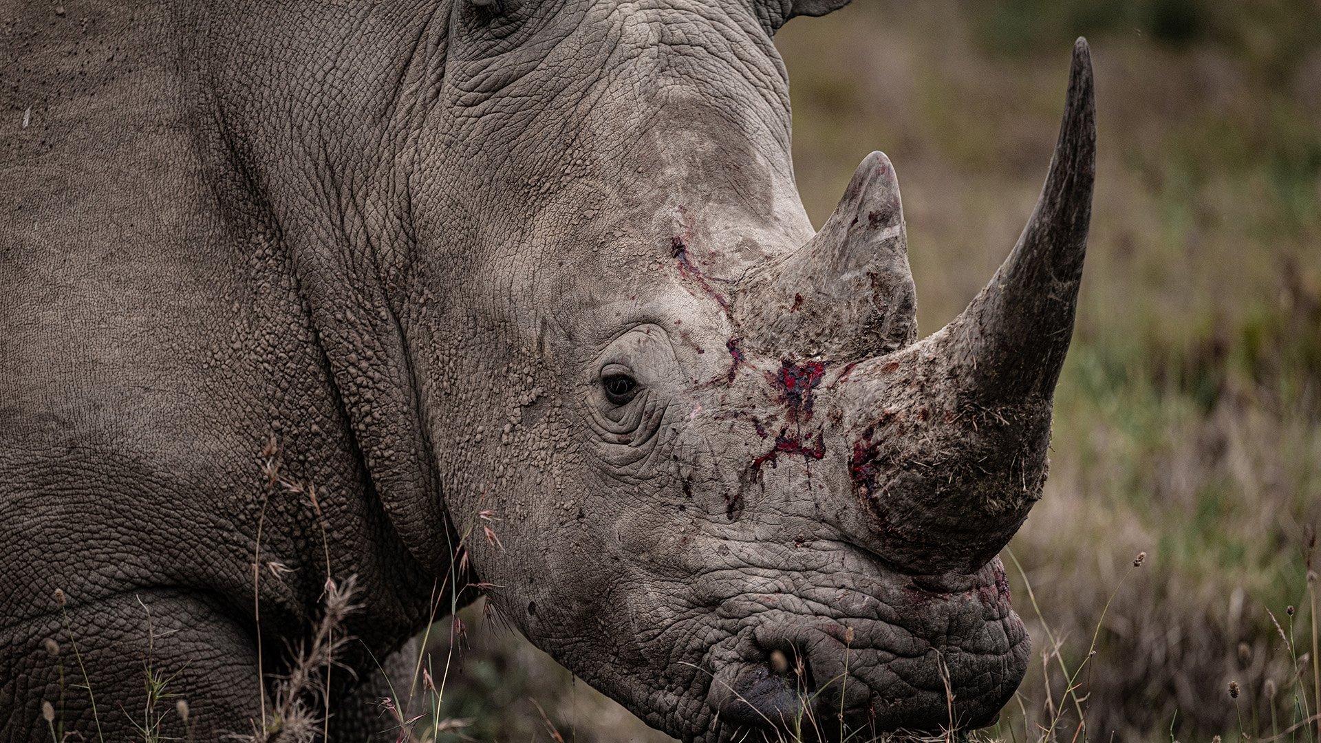 Rhino