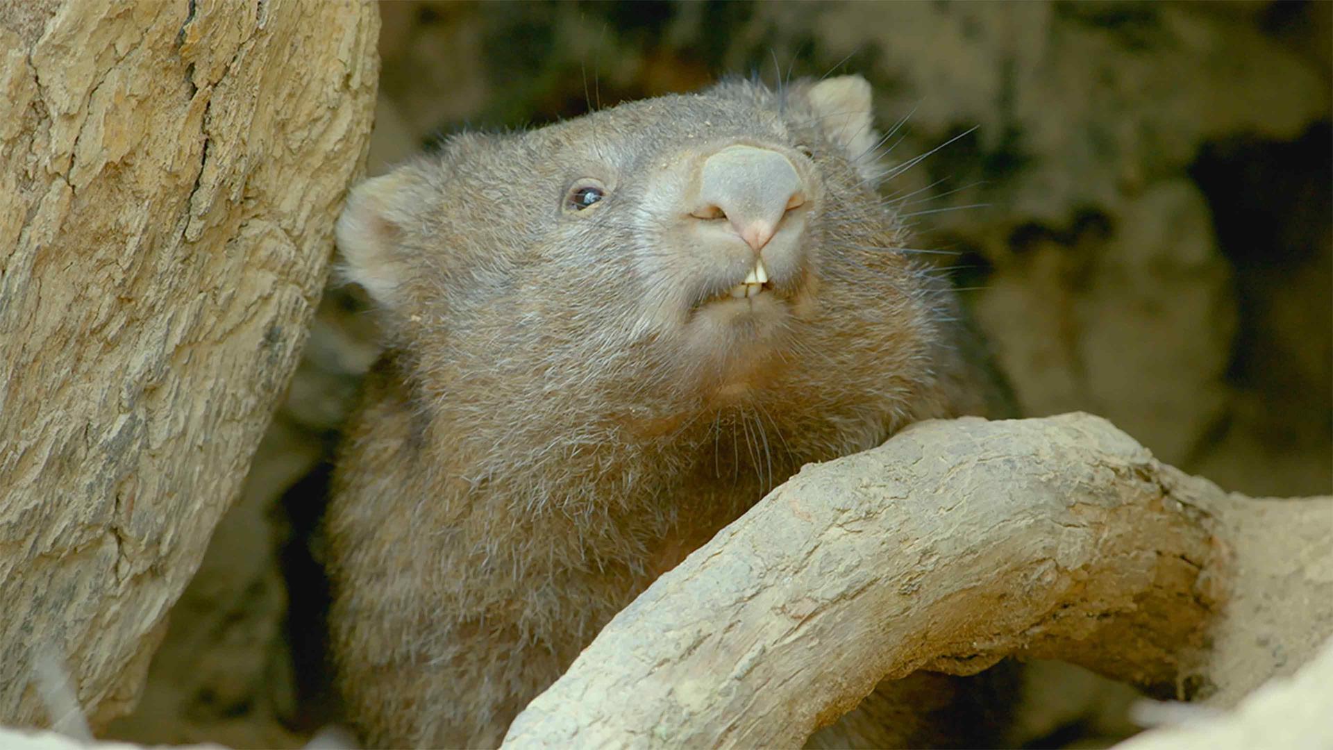 Secret Life of the Wombat