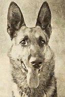 Thunder the Dog