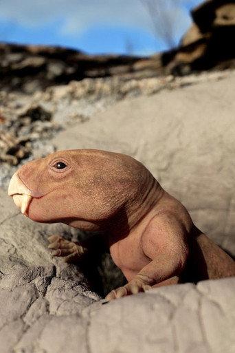 Mammal Origins